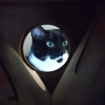 picture of black cat through cardboard tube
